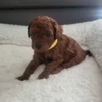 Toy Poodle Köpeklerimiz