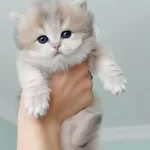 Safkan Şecereli Anne Babadan British Longhair Prenses