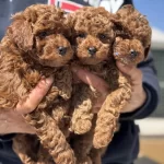 Wc Eğitimli Aşılı Pasaportlu Toy Poodle
