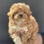 Petmode Köpek Çiftliğinde Ziyarete Açık Maltipoo