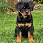 Sağlıklı Rottweiler Safkan