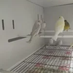 Sarı Mozaik Kanaryamız