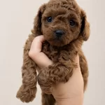 İrk Garantili Poodle Yavrulari