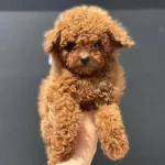 Ankaranın En Özel Kore Toy Poodle Yavruları
