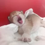 Güzel Golden Bebek Kediler