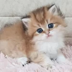 Ankaranın En Güzel Golden Longhair Yavruları