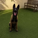 5 Aylık Temel İtaat Eğitimi Mevcut Dişi Malinois