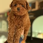 Wc Eğitimli Aşılı Pasaportlu Toy Poodle Yavrular