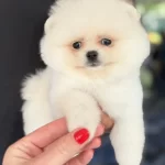 Biblo Dişi Karbeyaz Pomeranian Boo