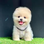 Safkan Pomeranian Boo Bebekler
