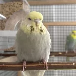 Jumbo Muhabbet Kuşlarımız