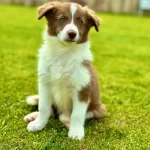 Border Collie Yavruları Aşıları Tam