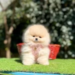 Safkan Pomeranian Boo Yavrularımız