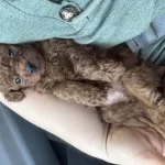 Kore Dark Red Erkek Yavru Poodle