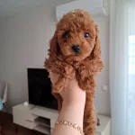 Fırsat Yavruları Evde Büyüyen Toy Poodle Bebekler