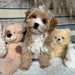 Mükemmel Kalite Maltipoo Bebekler