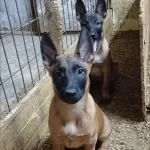 Sağlık Ve İrk Garantili Aşılı Malinoisler