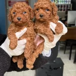 Ziyarete Açik Erkek Dişi Poodle Bebekler