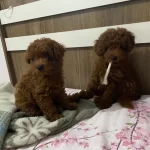 Toy Poodle Dişi Ve Erkek Bebekler
