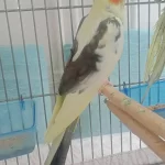 Damızlık Sultan Papağanları
