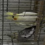Yavru Sultanlar Albino Ve Lutino