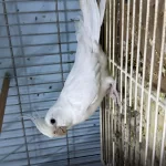 Albino Sultan Papağanı Tek Dişi Tek Erkek Takımlar