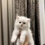 Bebek Yüz British Longhair Yavrularim