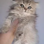 British Longhair Black Tabby
