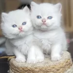 British Longhair Bebek Yüz Yavrular