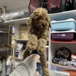 Harika Toy Poodle Köpekler