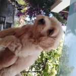 Sağlık Ve İrk Garantili Maltipoo Yavrular