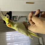 Lutino Sultan Papağanı