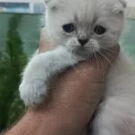 Scottish Fold Kirik Kulak