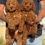 Petmode Köpek Çiftliğinde Ziyarete Açık Toy Poodle