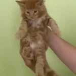 Maine Coon Erkek Kırmızı