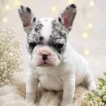 French Bulldog Yavrulari ( Resim Gerçek )