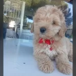 Erkek Tuvalet Eğitimli Maltipoo Apartmanda Bakıma Uygun