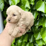 Maltipoo Cinsi Yavrular