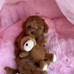Ruhsatli Köpek Ciftliginden Toy Poodle Yavrularımız