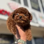 En Güzel Redbrown Kore Tea Cup Poodle Lar