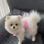 Pomeranian Boo Köpeği