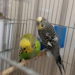 Sağlıklı Muhabbet Kuşu Jumbo