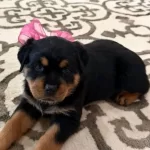 Ev Ve Bahçeniz İçin Rottweiler Kapıda Ödeme Mevcuttur