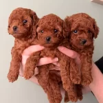 Orijinal Toy Poodle Yavrular Kütahya