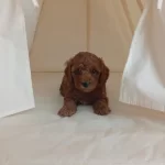 Harika Tatli Poodle Çocuklar