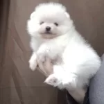 Pomeranian Boo Köpeğimiz