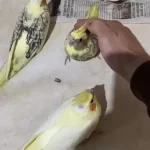 Bebek Alışkın Sultan Papağanları
