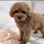 Harika Toy Poodle Köpeği
