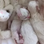 British Longhair Bebişlerimiz