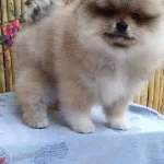 Pomeranian Boo Tea Cup Erkek
